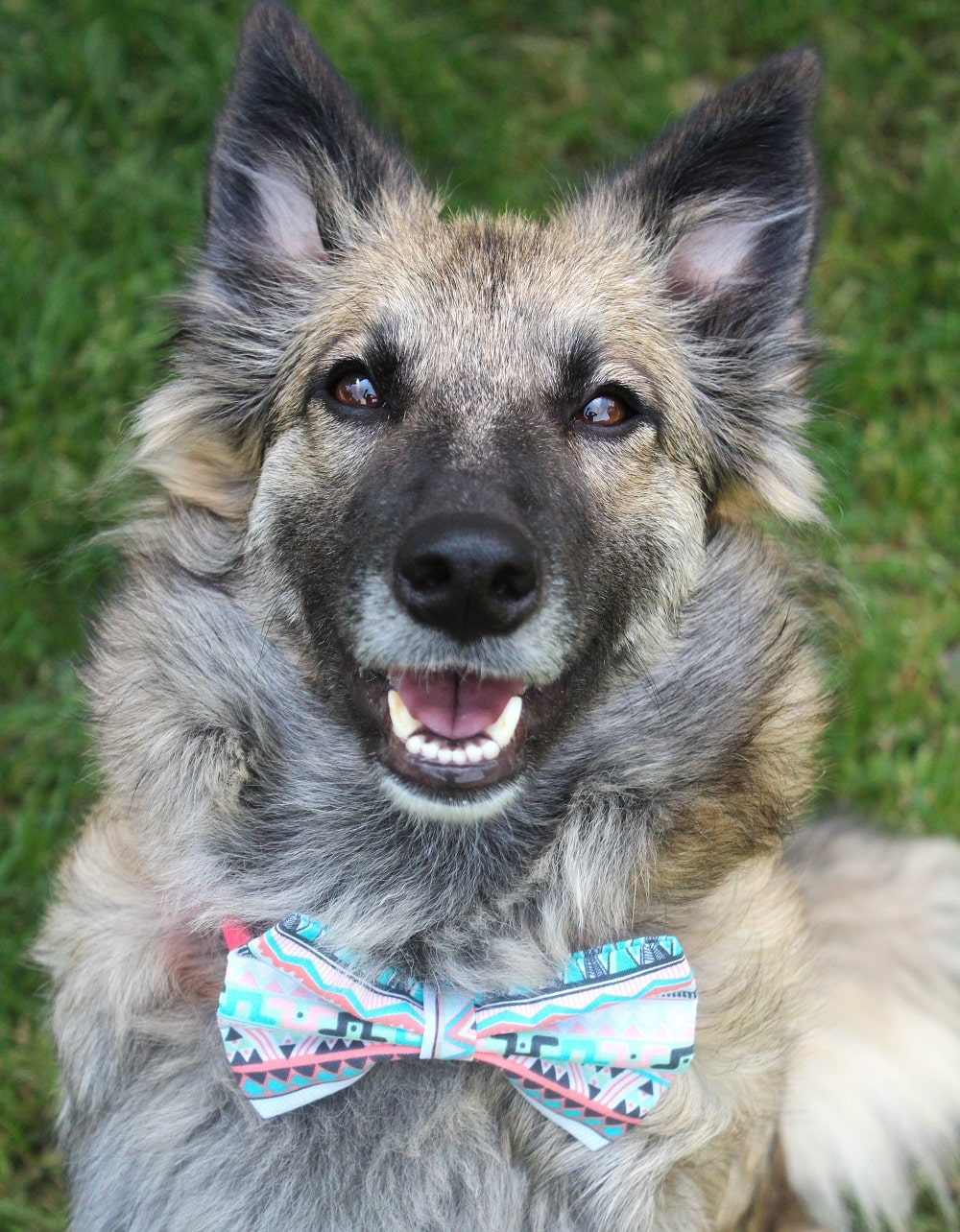 Nœud papillon « Aztèque »