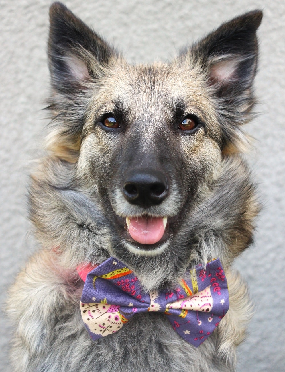 Nœud papillon « Baies enchantées »