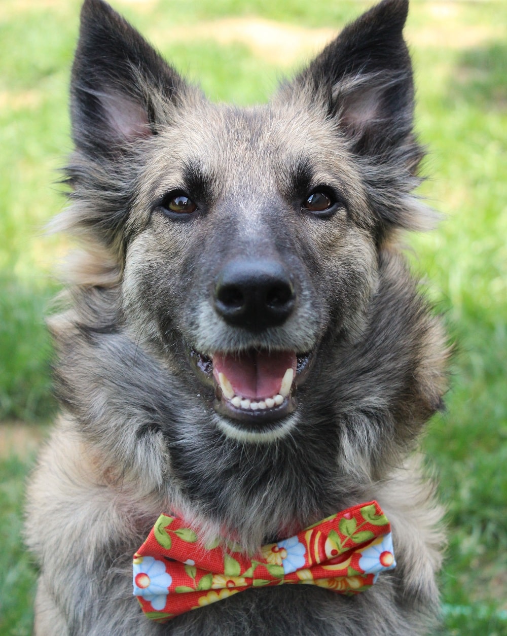 Nœud papillon « Belles bestioles »