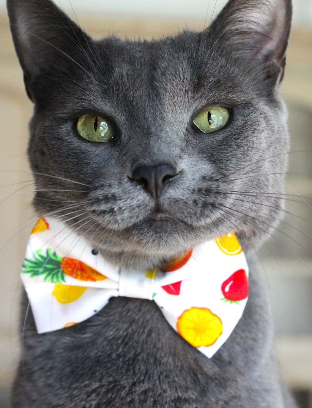 Nœud papillon « Dent sucrée »