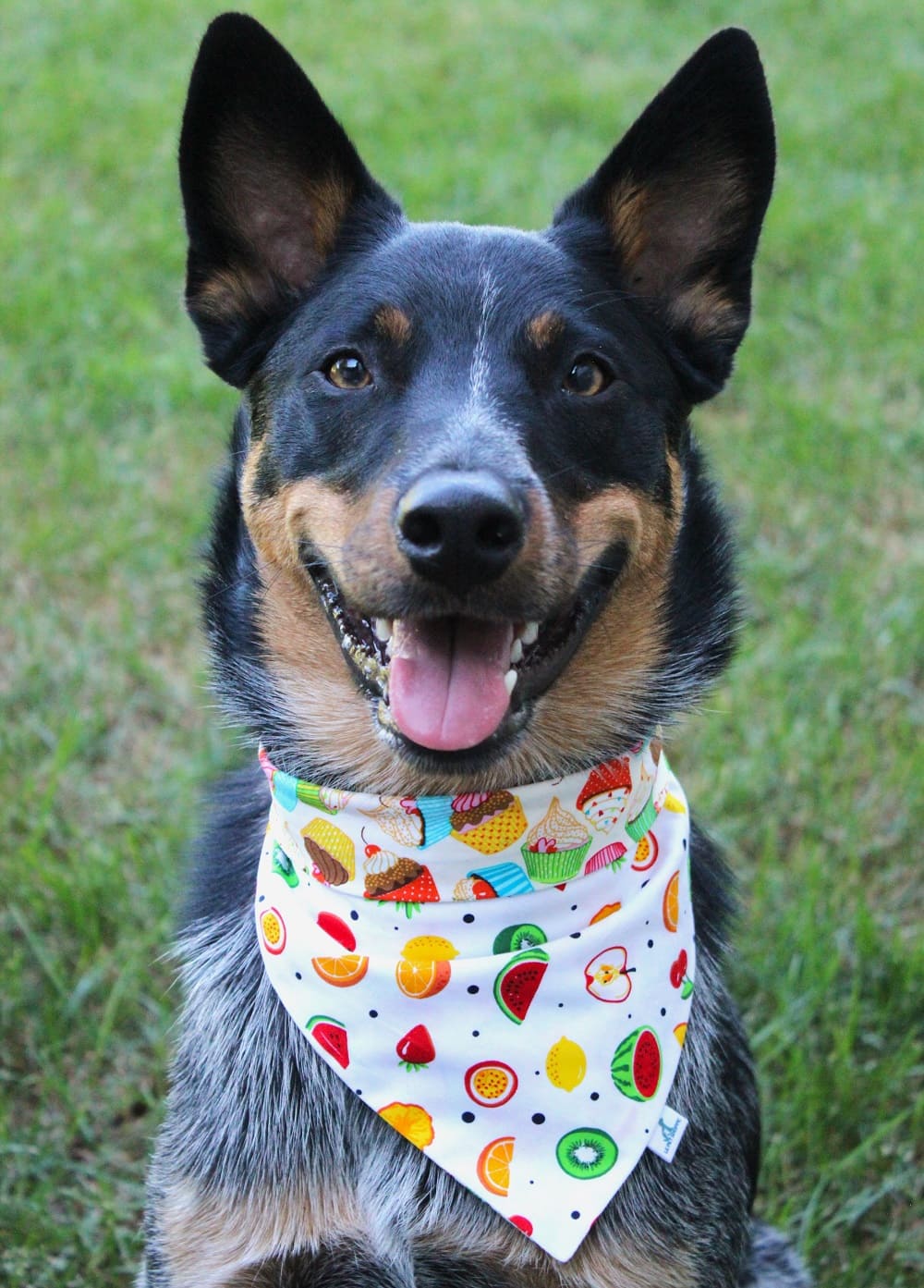 Bandana « Dent sucrée »