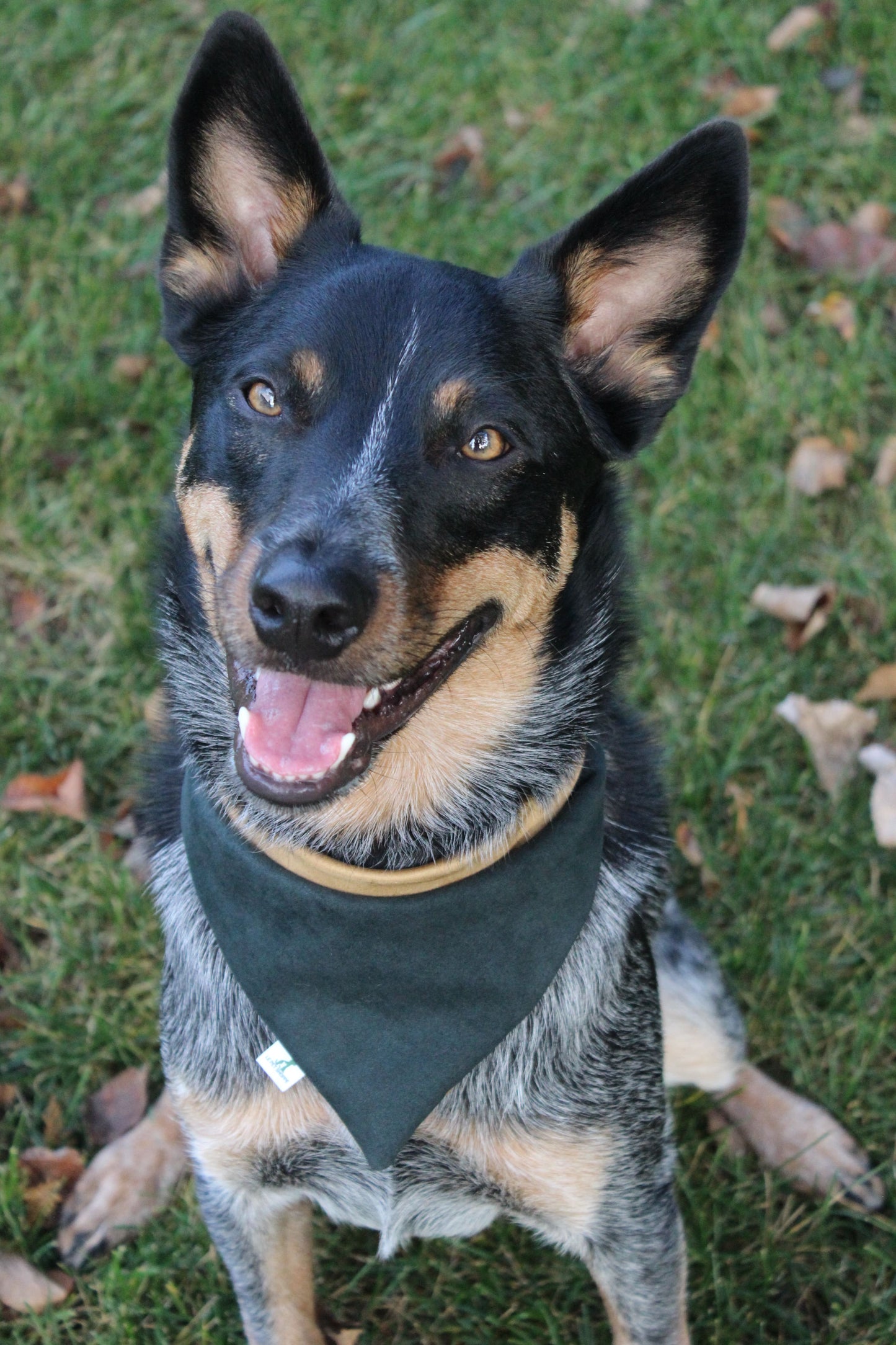 ''Dijon'' bandana