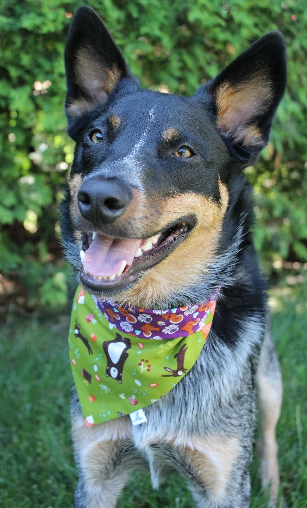 Bandana « Forêt fantastique »