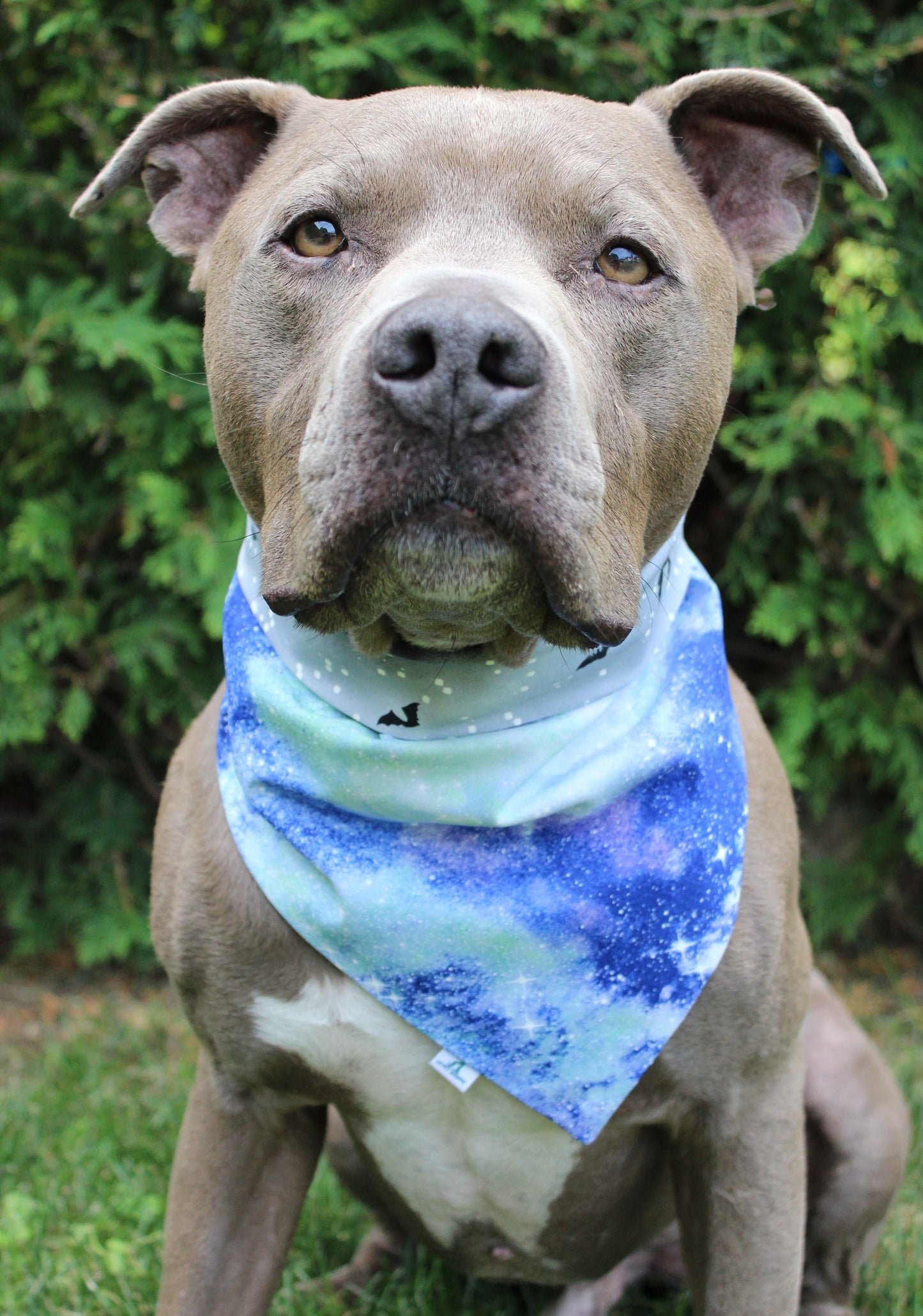 Bandana « Galaxie »