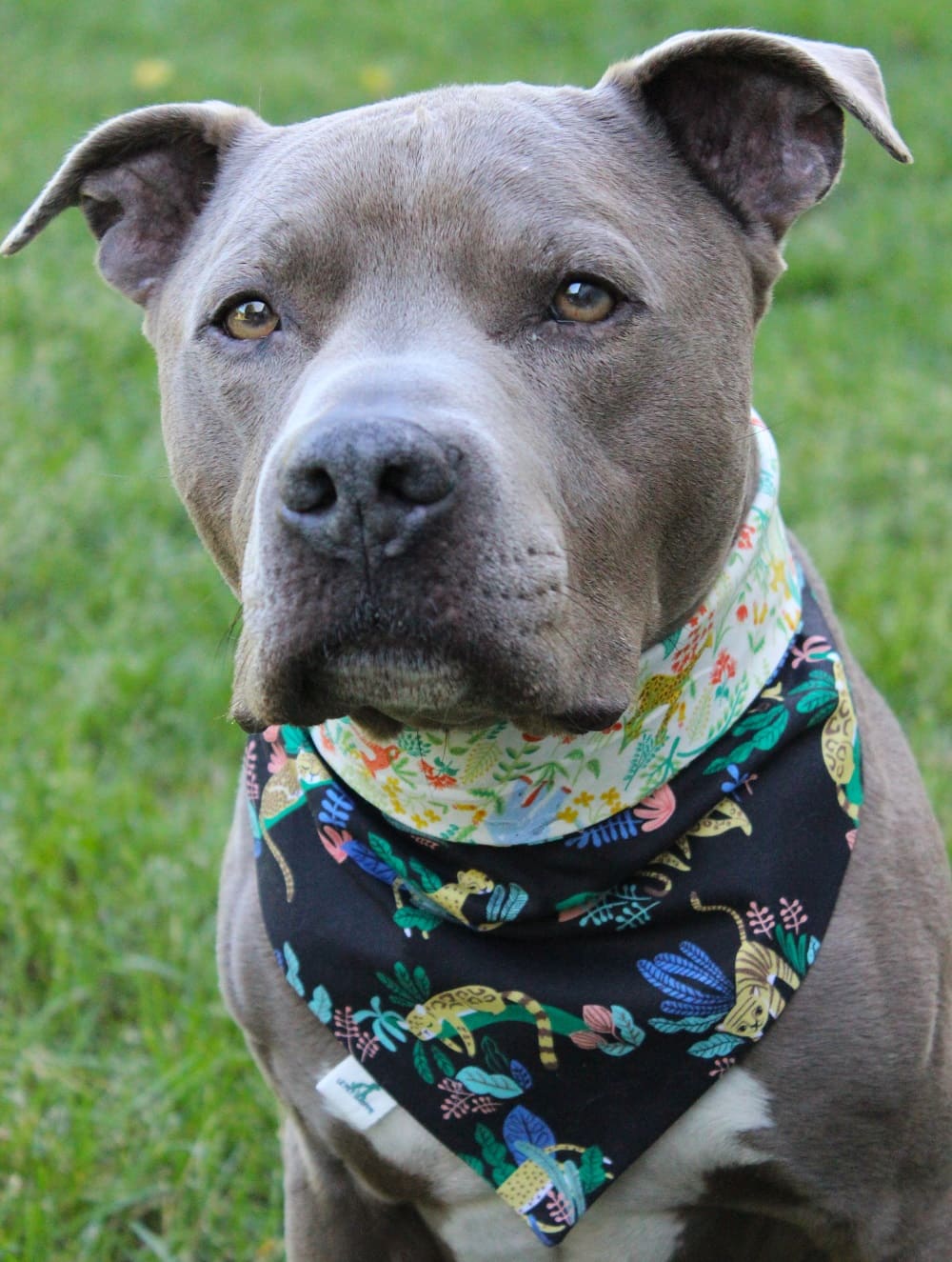 Bandana « Jungle en fête »