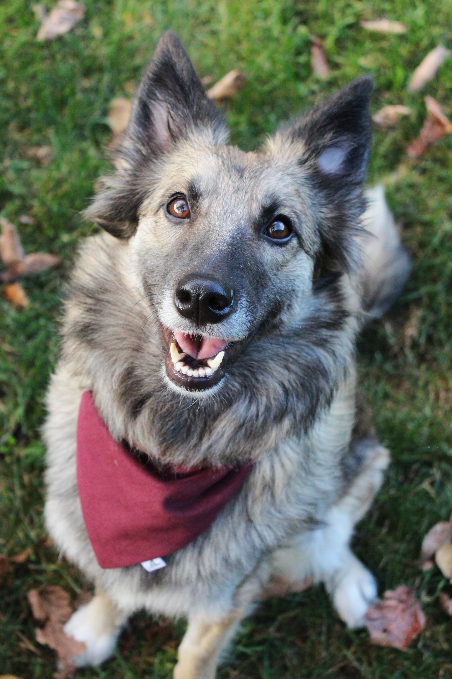 ''Mocha'' bandana