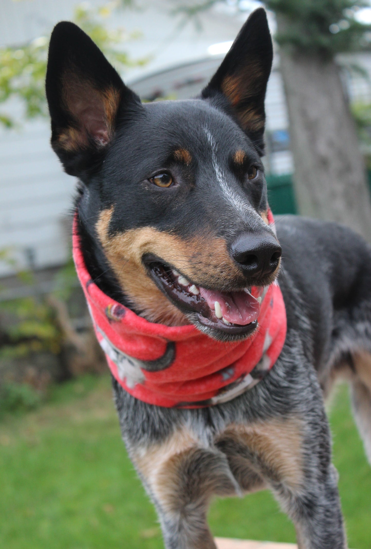 Cache-cou « Buffalo »