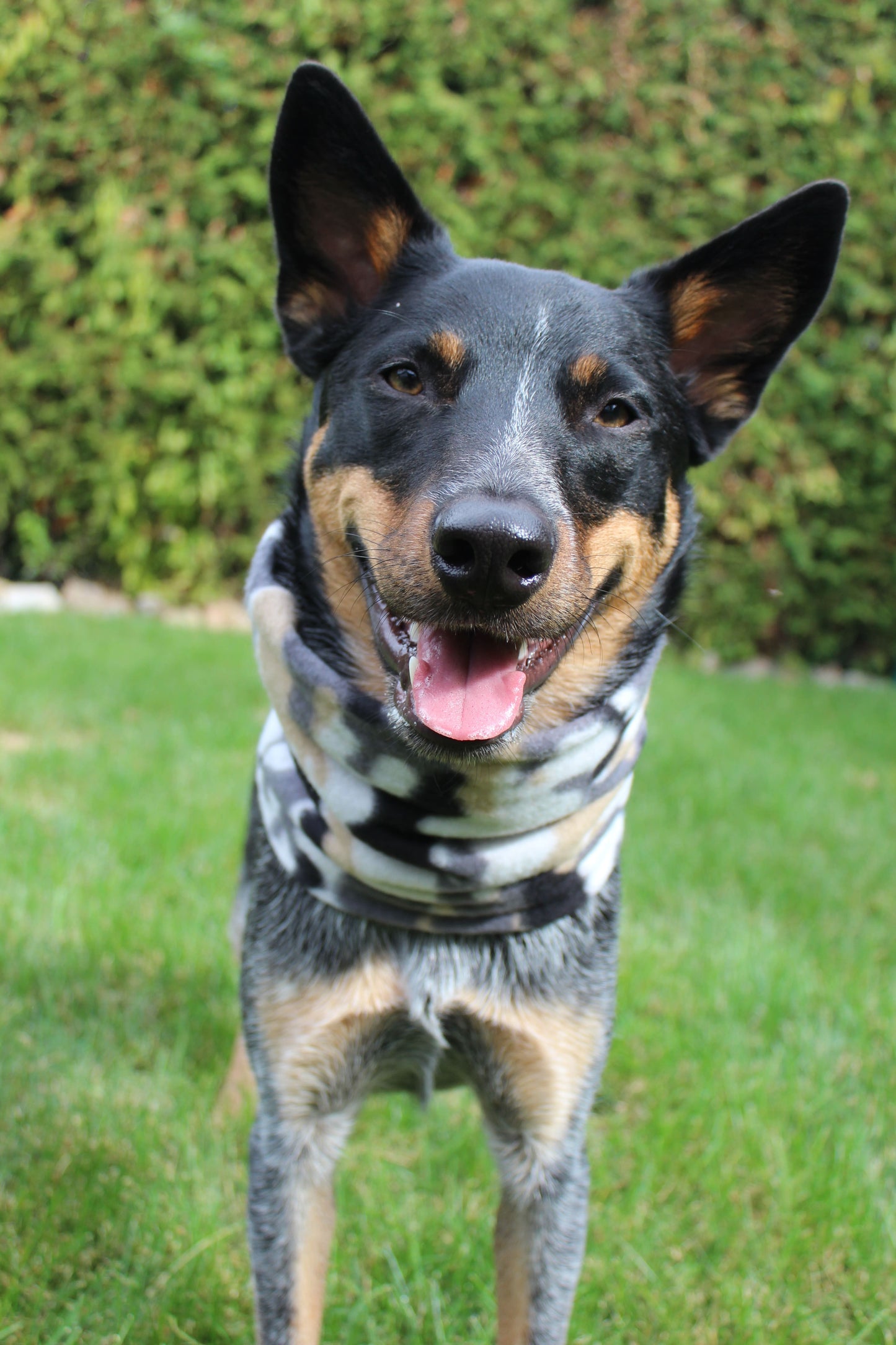 Cache-cou « Caporal »