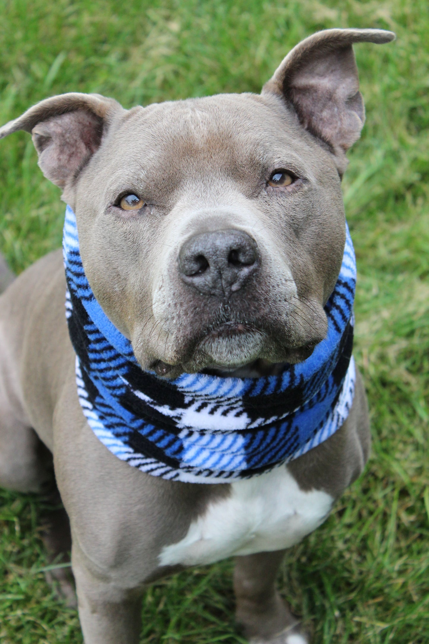 Cache-cou « Cobalt »