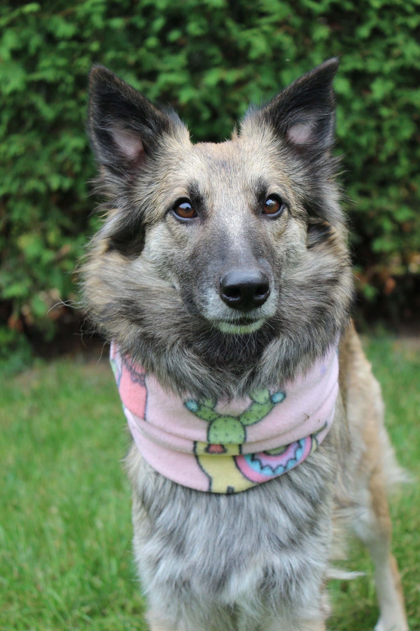 Cache-cou « Sahara »