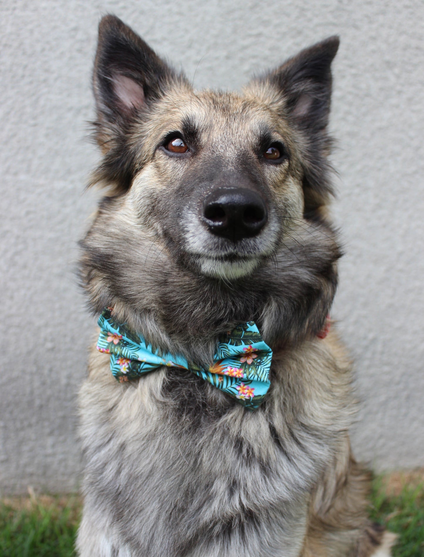 Nœud papillon « Dans la jungle »