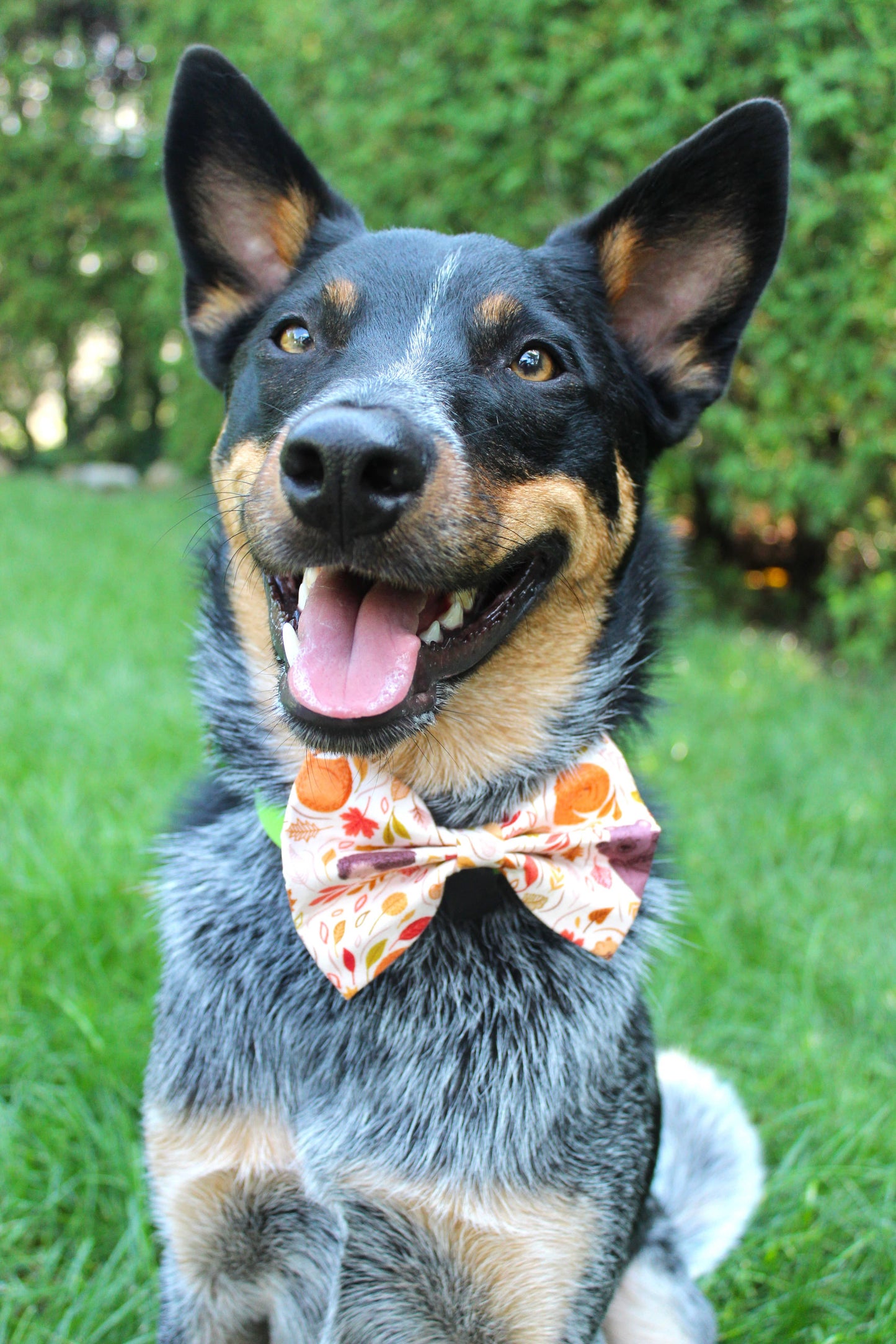 Nœud papillon « Drôles de bêtes »