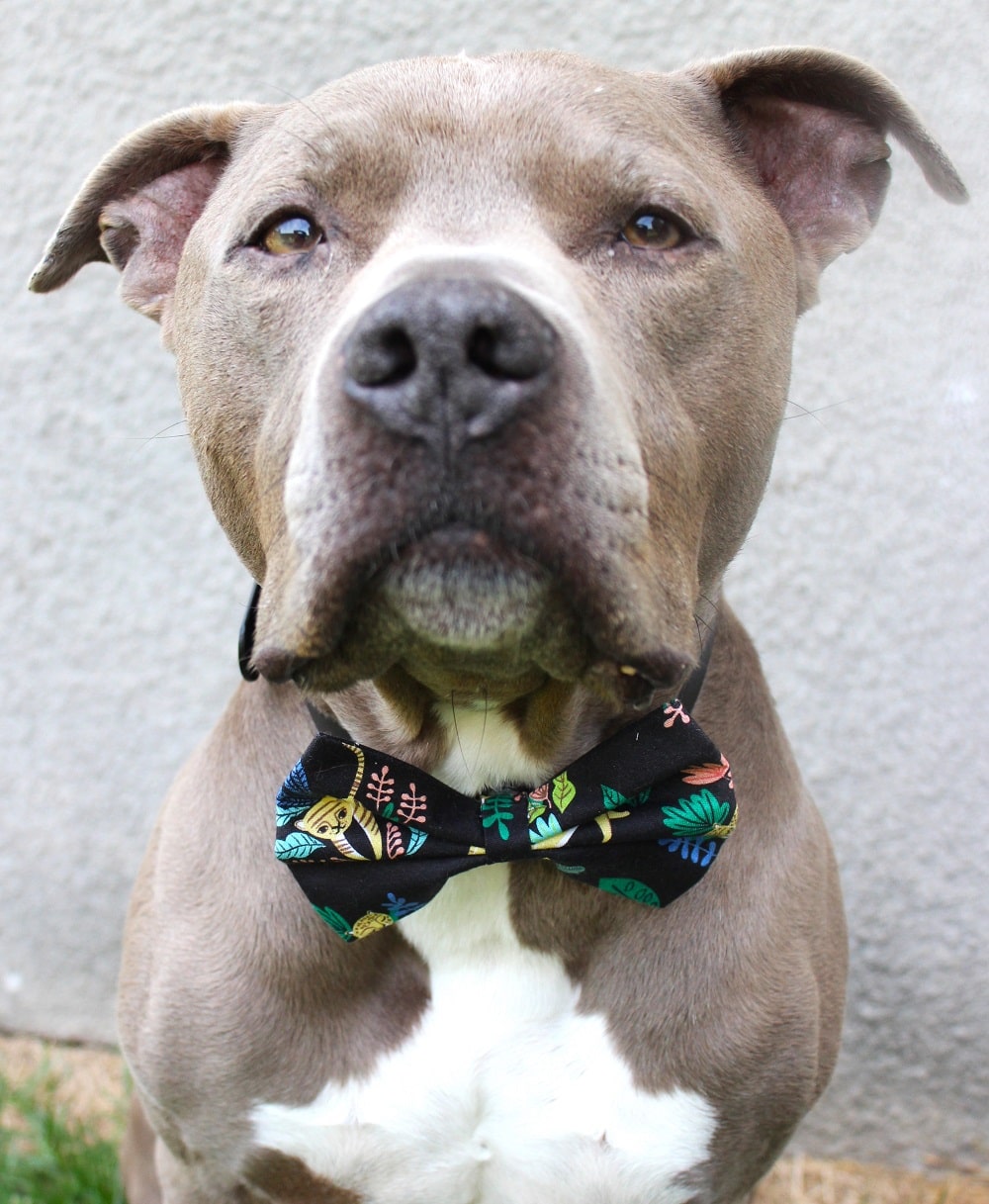 Nœud papillon « Jungle en fête »