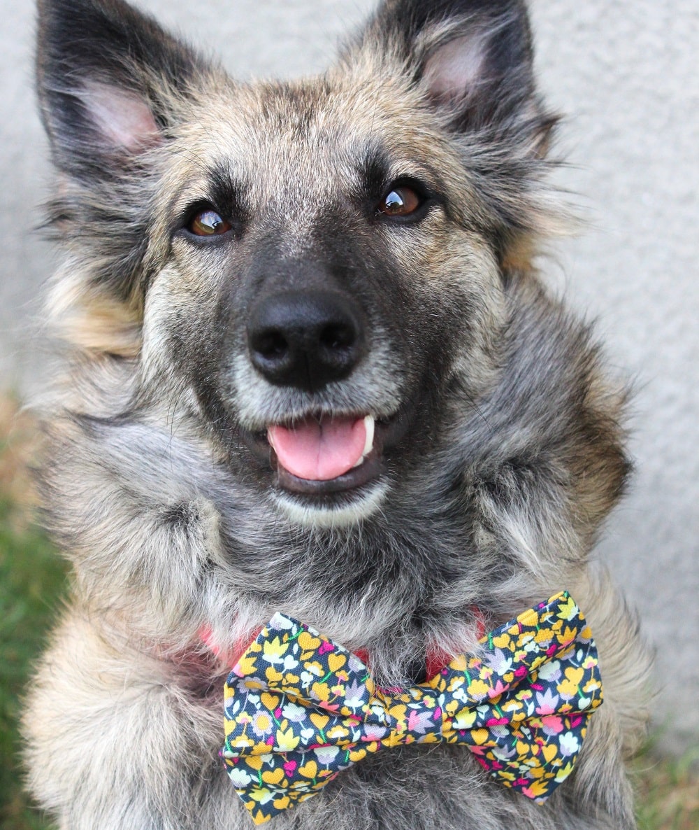 Nœud papillon « Monde d'abeilles »