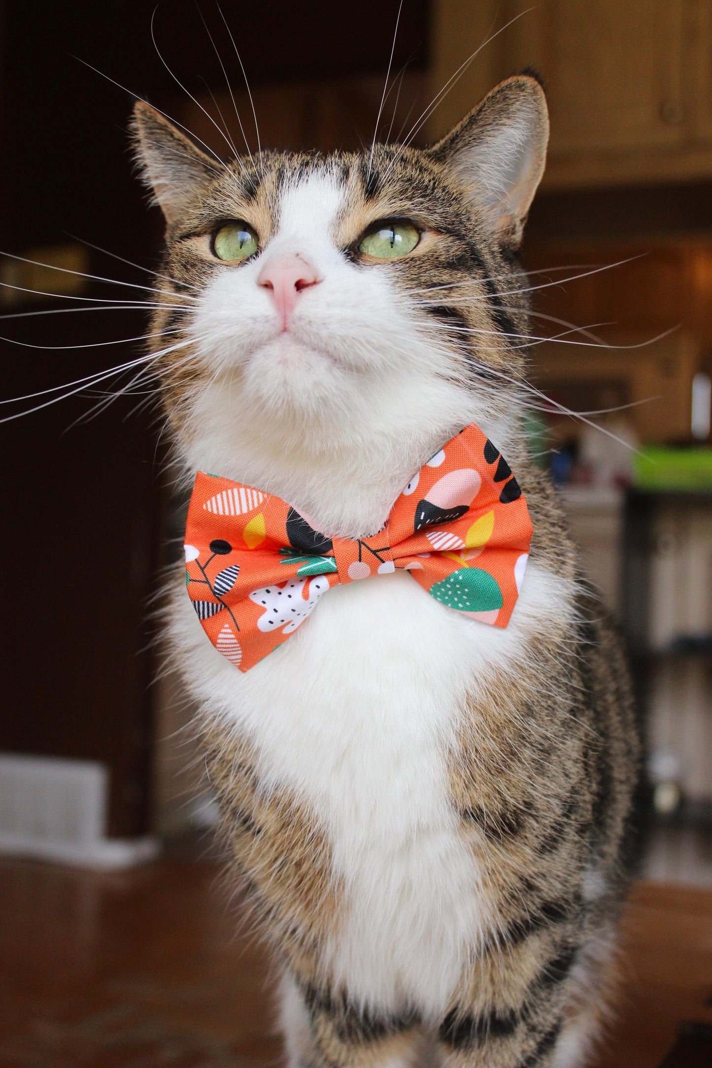 Nœud papillon « Oiseau de nuit »