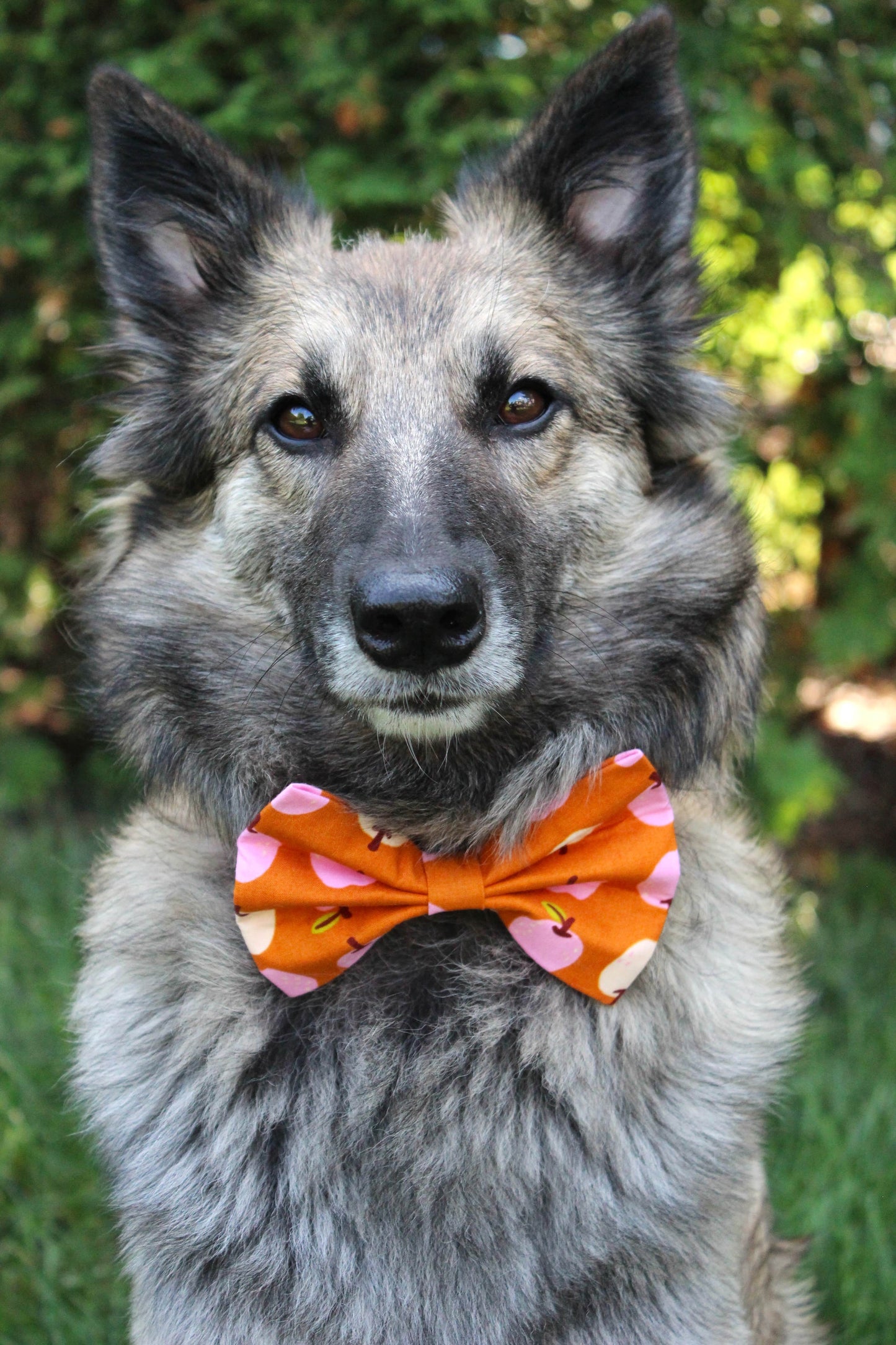 Nœud papillon « Pomme et cannelle »