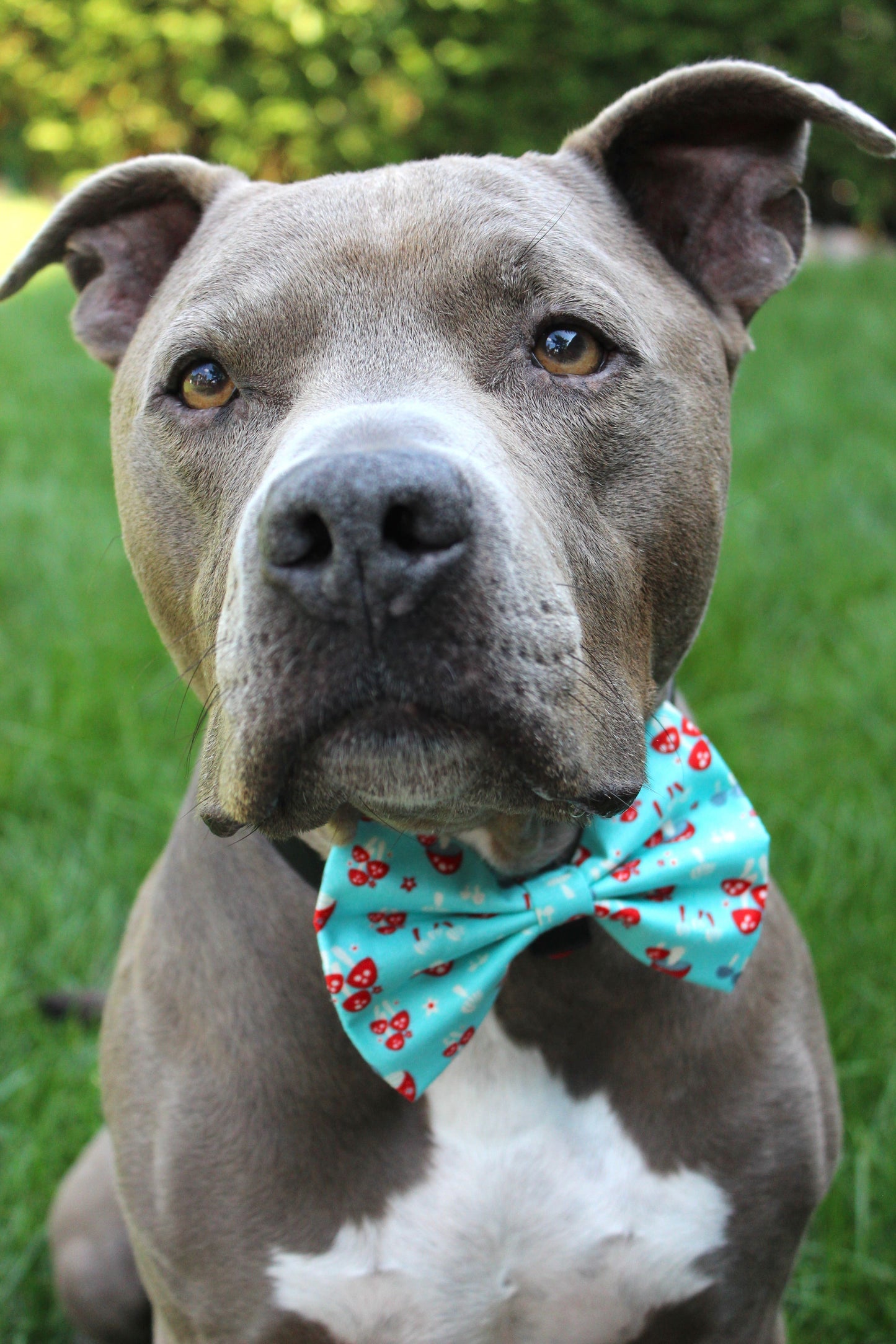 Nœud papillon « Porto-hello »