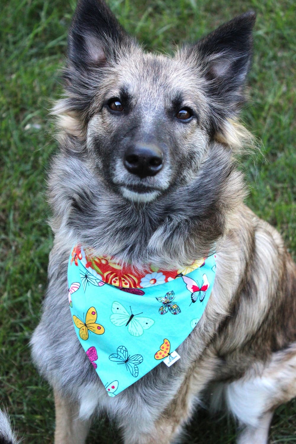 Bandana « Belles bestioles »