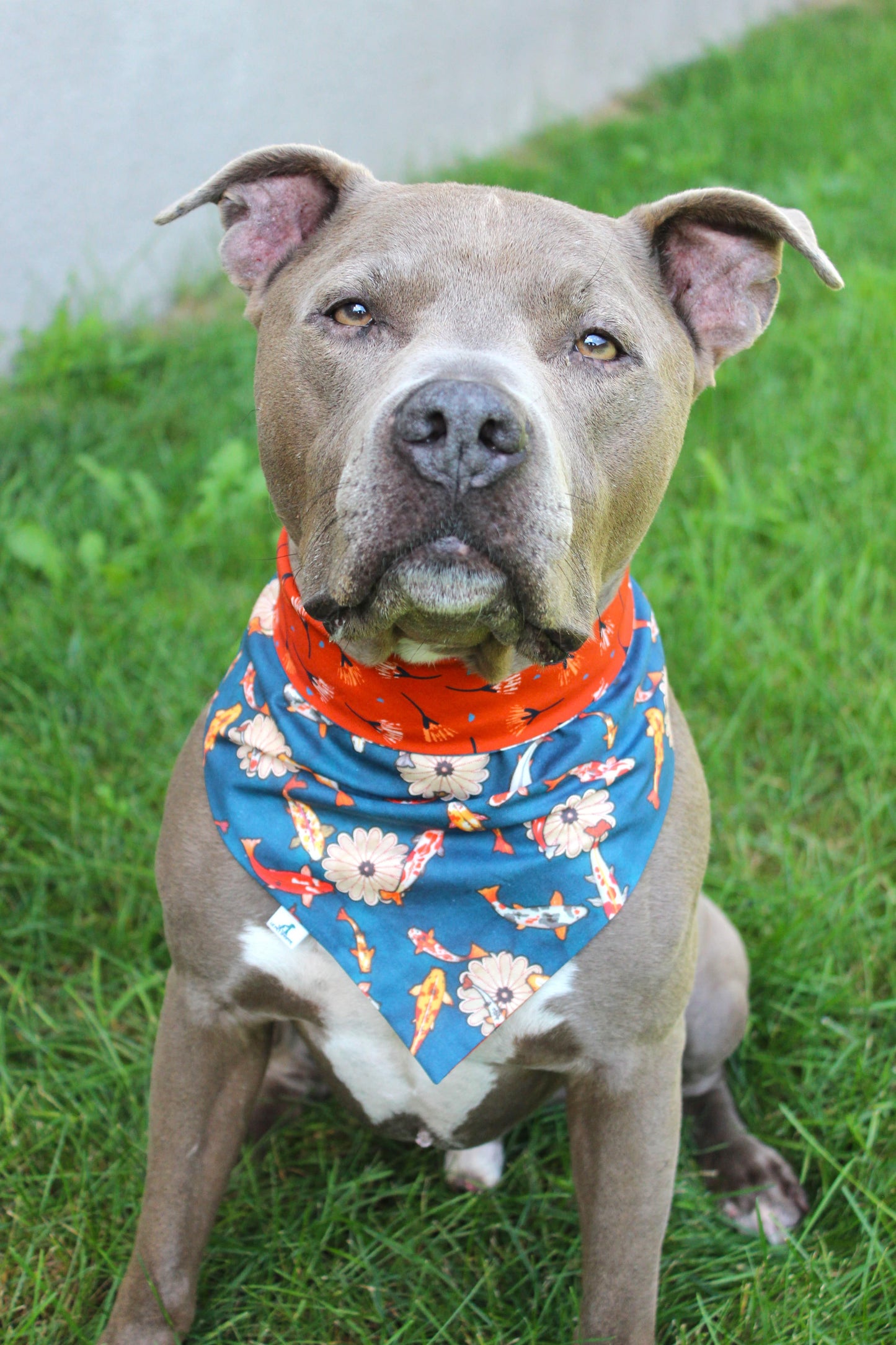 Bandana « Koi »