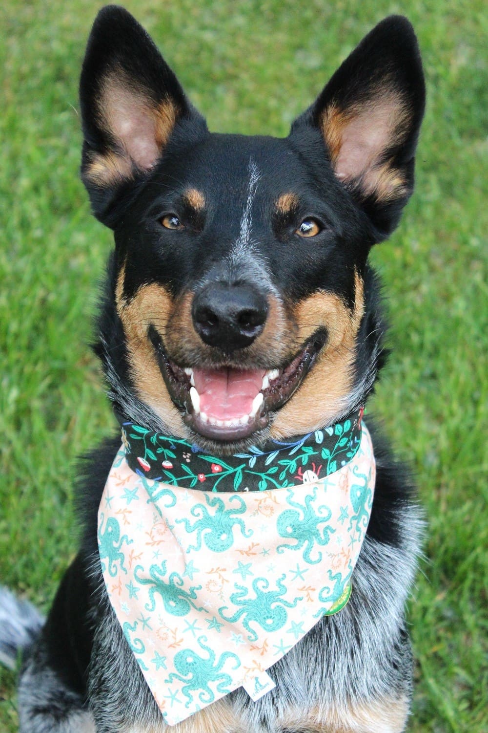 ''Tenta-cool!'' bandana