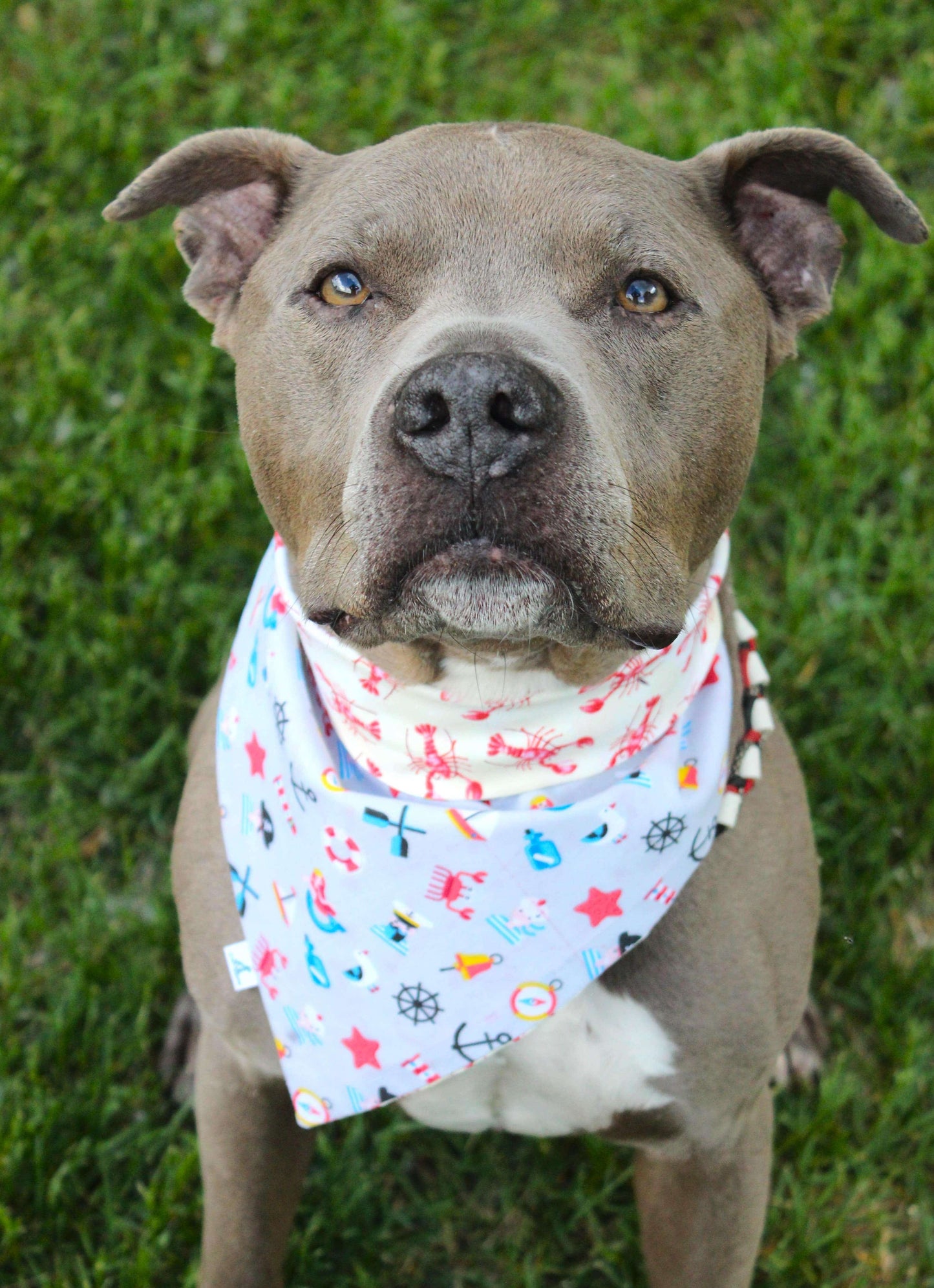''Feeling clawsome!'' bandana